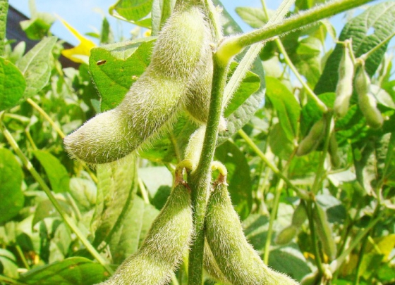 Cultivo de Frijol 