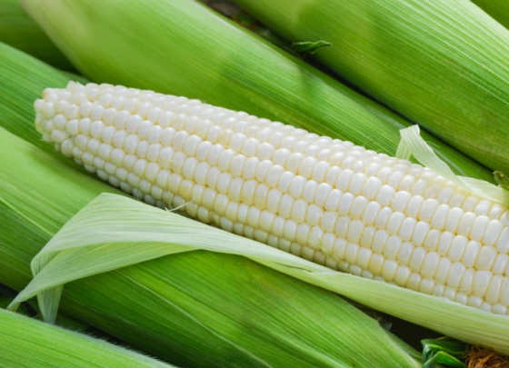 Cultivo de Maíz