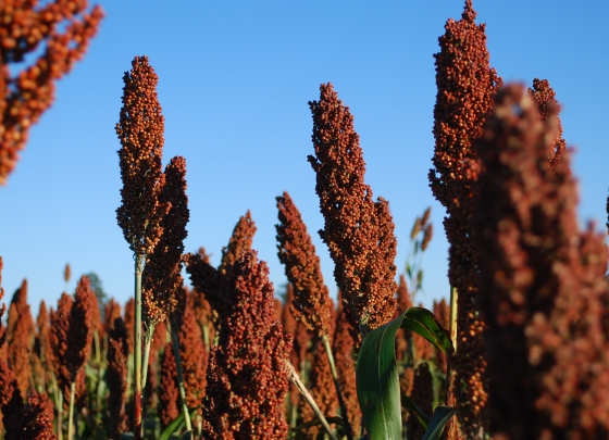 Cultivo de Sorgo